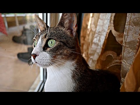 Cat Has a Lot to Say to Birdies!
