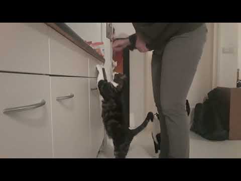 Cat doing pull-ups for a meal.