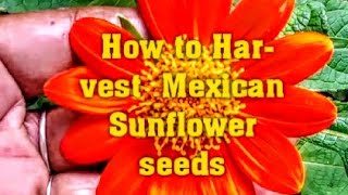 How to Harvest Mexican Sunflower seeds