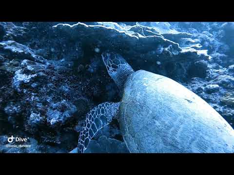 Faille de Saint Etienne   Tahiti   Nov 21