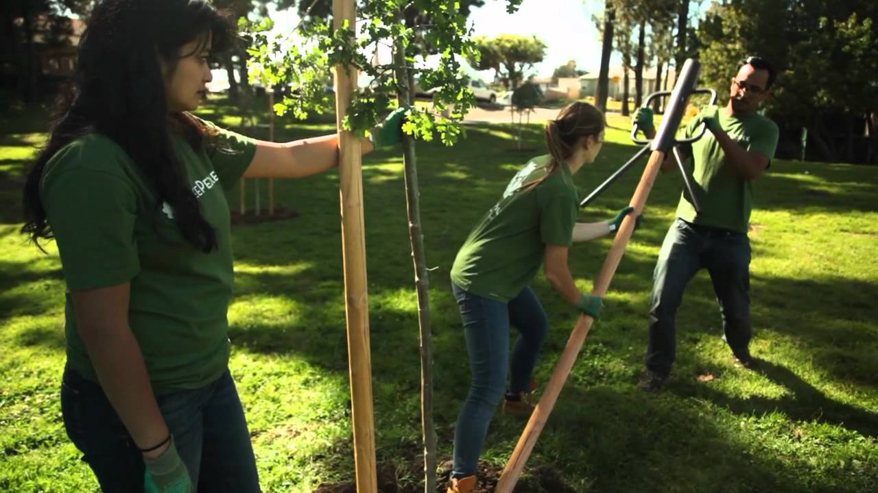 TreePeople - Cómo Colocar Estacas para un Árbol