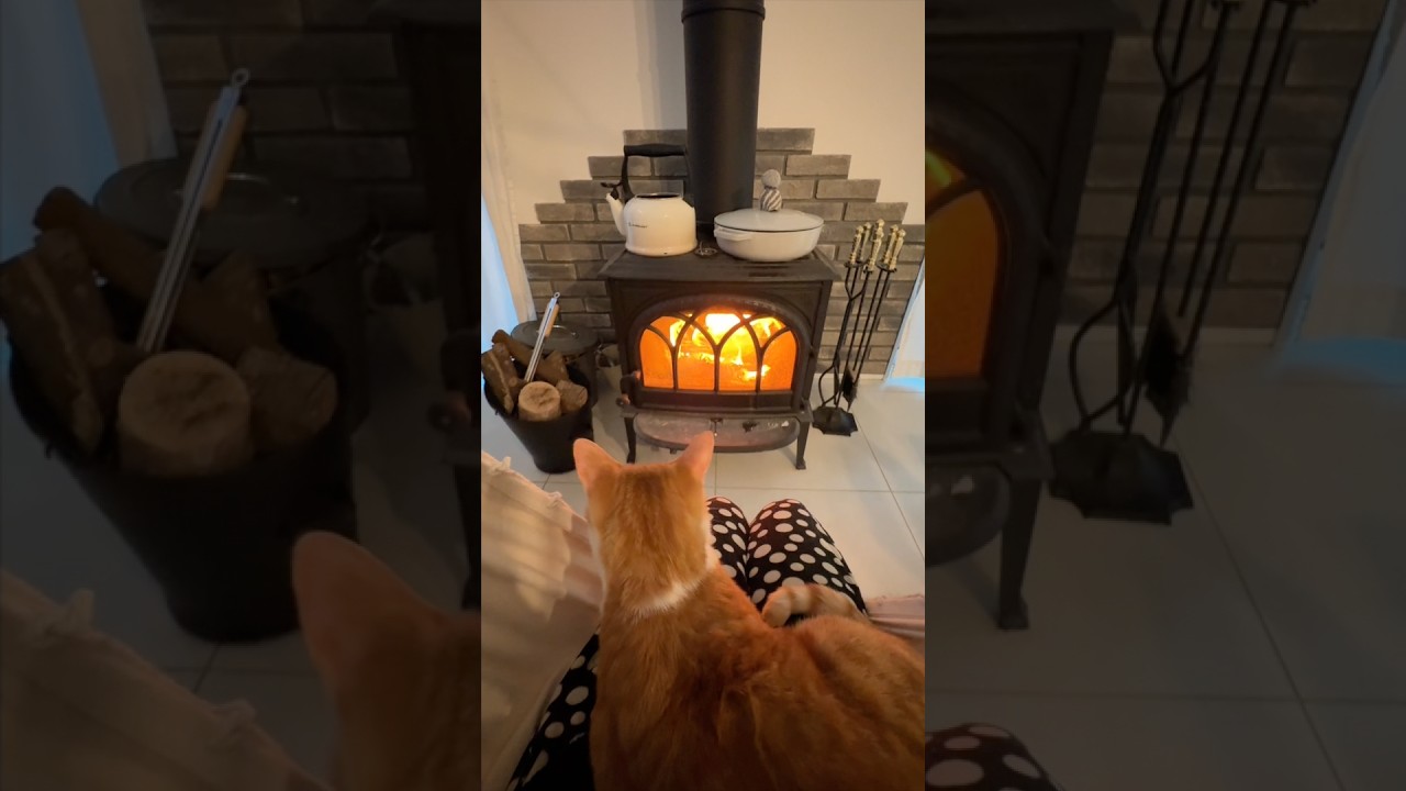 My Favorite Cozy Spot僕の1番好きな場所　#cat #猫 #cutecat #cat #catlover #shorts