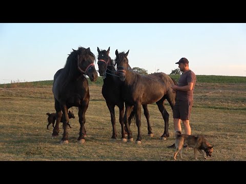 Caii lui Mihai de la Saulia, Mures - 2020 Nou!!!