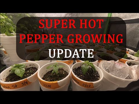 Crazy Hot Pepper Growing Series (2021) Ep. 2