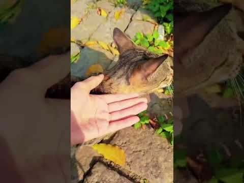 cat 🐱🐱 #viralvideo #subscribe