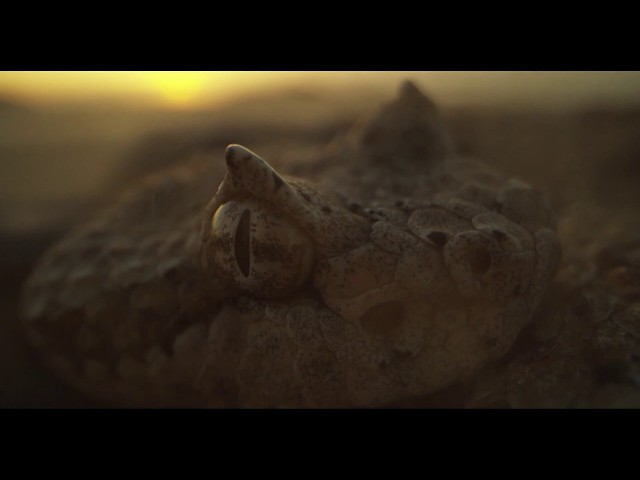 Video Teaser für Laowa 24mm f/14 Probe Lens Footage: Snakes (Credit to Alex Jones)