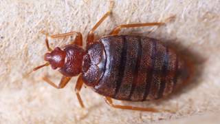 How I Got Rid of Bed Bugs - It&#39;s the Worst!