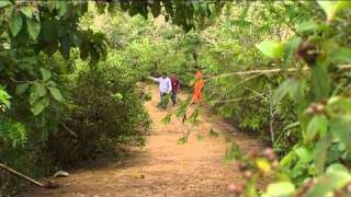 Travaillons pour les forêts