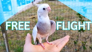 How I train my cockatiel to free fly