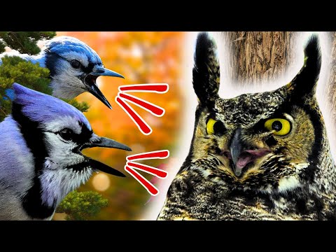 How Birds Work Together to Drive Away Owls and Hawks