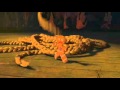 Rapunzel Shrek Flv