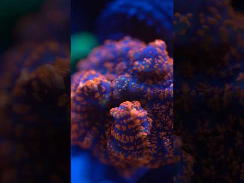 #reef #aquarium #mixedreef #corals #coraleeef #saltwater  #saltwateraquarium #a7iii #90mm #pr #ocean
