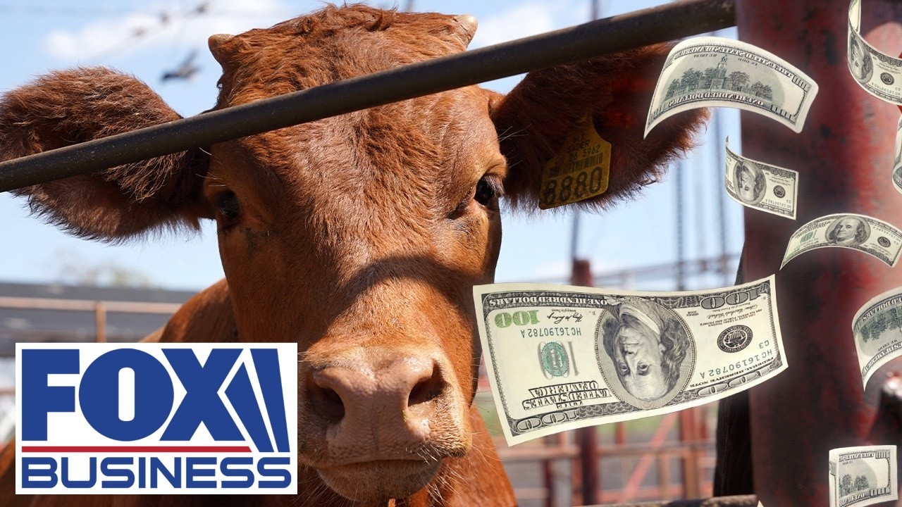 CATTLE CRUNCH: Beef costs CLIMB as supplies tighten
