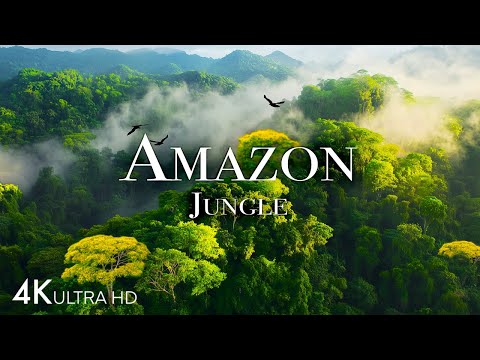 Exploring the World's Largest Tropical Rainforest