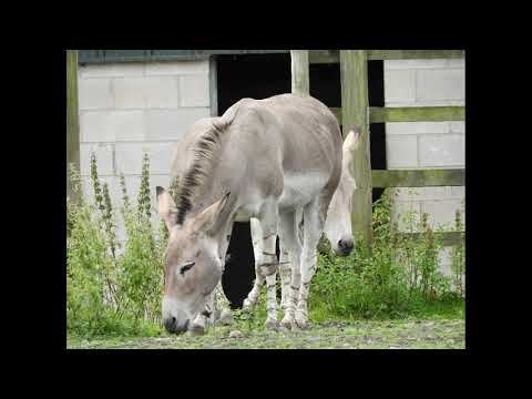 Duel Pere David deer, Fallow Deer,Barasingha, Sitatunga, animals in Knowsley Safari .
