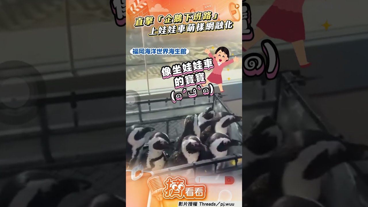 影音/直擊福岡海洋世界「企鵝下班路」 「上娃娃車」搖晃萌樣網融化
