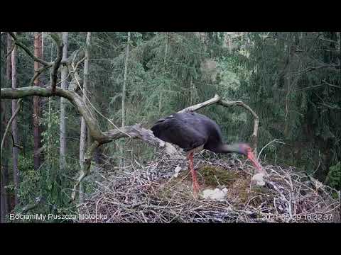 ~Puszcza Notecka - Bociany czarne - Eliminacja najmłodszego pisklęcia przez matkę Nutkę~