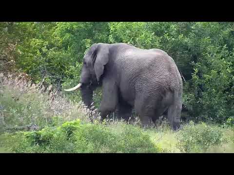 Djuma: Lone Elephant bull walks through - 05:46 - 01/23/21