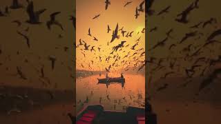 Beautiful river view with lots of birds  Full scre