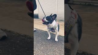フレブル。田舎で散歩するよ🐾  #フレンチブルドッグ #vlog #frenchie #田舎