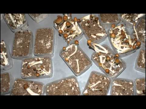 COLTIVAVA FUNGHI ALLUCINOGENI