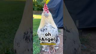 Frankie’s calling all #angels #angel #rooster #chicken #funnymemes #chickenhappyhour