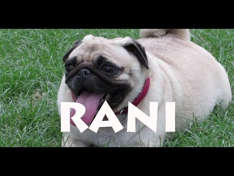 RANI