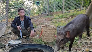Download lagu The young man expanded his farm to raise pigs and cook incredibly delicious snail dishes. mp3