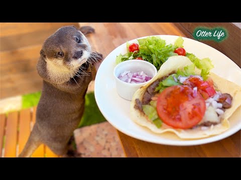 The Otter Started Begging My Lunch!