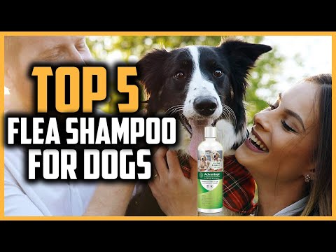 ✅ Top 5 Best Flea Shampoo For Dogs of 2022