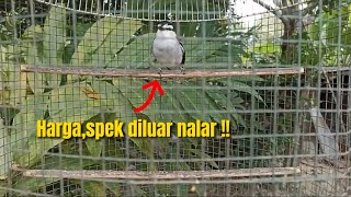Download lagu SIAPAPUN PASTI TAK PERCAYA‼️BURUNG SEMURAH INI TERNYATA BISA SEMEWAH INI‼️@KangarifPantau mp3