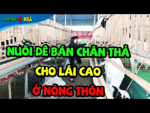 Chăn Nuôi Dê Bán Chăn Thả Mang Liệu Hiệu Quả Cao ở Nông Thôn |