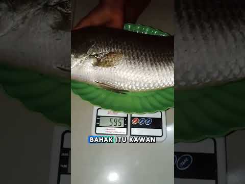 hasil strike di wisata pantai bahak probolinggo.ikan baramundi. bobot 2,190gr #fishing #baramundi