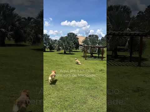 🏡 Live Free in CUSCOVILLE — The Hidden Paradise of Brazil 🌿 | Nature, Health & Investment