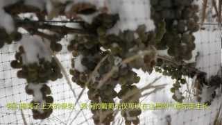 preview picture of video 'Icewine: The Essence of the Grape.mp4'