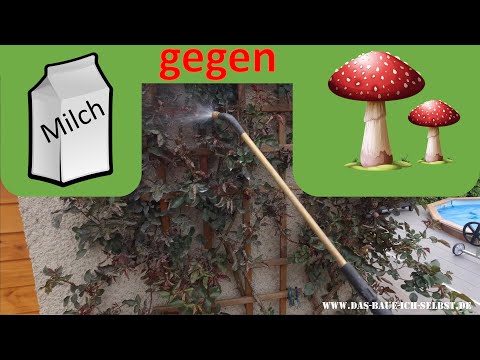🍄 Mehltau / Rosenrost - Pilzkrankheiten an Pflanzen bekämpfen - biologisch mit Milch 🍄