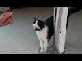 Tuxedo Cat Came To Me Meowing As Soon As She Heard My Voice
