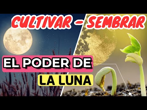 How does the moon affect your plants? 🌙 Easy guide to growing and planting with the moon