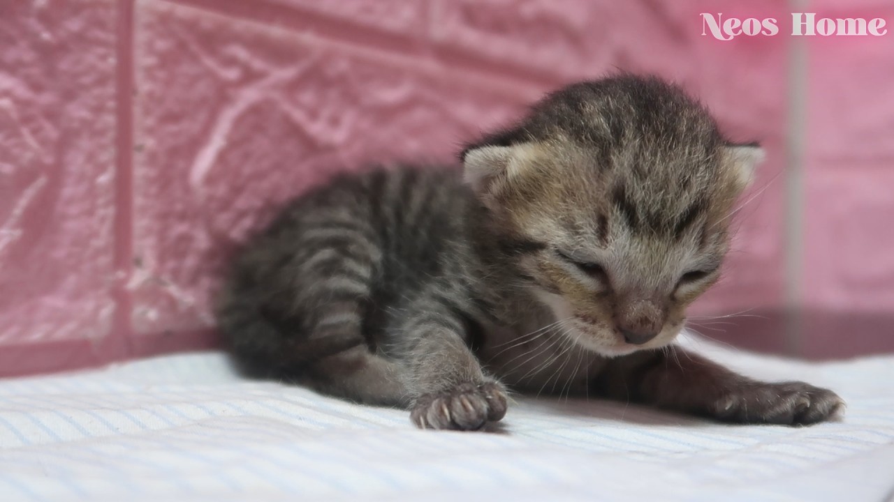 Kitten Meows for Mom… Then Falls Asleep 😴💤