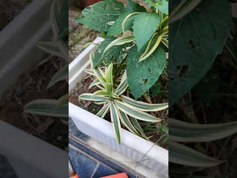 Karan Singh Relationships