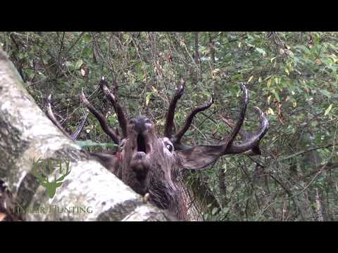 Jagd in Polen, Rothirschjagd in der Brunft 2020. Hunting in Poland, Red deer hunt in the rut 2020