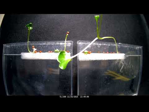 大根低温発芽実験