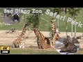 San Diego Zoo Safari Park A Rare Opportunity To See The Diverse Wildlife Of The African Plains