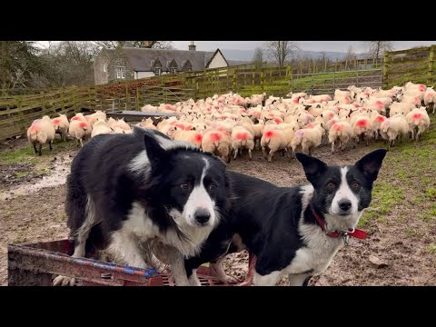 Two awesome sheepdogs herding sheep together 