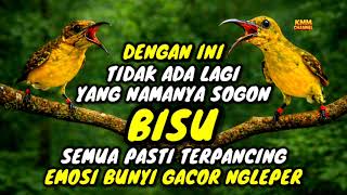 Download lagu Jebol birahi dan emosi‼️ Pancingan sogon agar bunyi gacor mp3 Download lagu Jebol birahi dan emosi‼️ Pancingan sogon agar bunyi gacor mp3