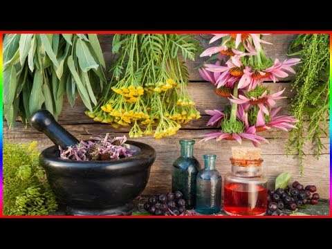 Studie: Weltweit gut 28.000 Pflanzenarten mit Heilkraft – Heilpflanzen haben „riesiges Potential“