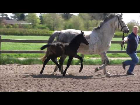 *2018 Hengstfohlen von Hickstead White - Stalypso