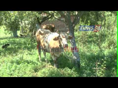 Panariti në Has: Hapja e thertoreve dhe tregjeve të mishit do ishte vrastare