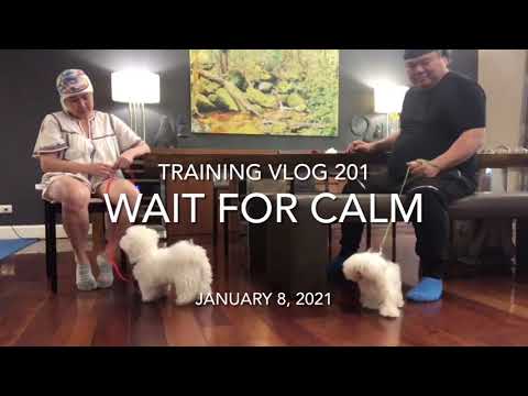 Training vlog 201: Wait for calm