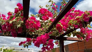 FIZ A CURA DAS PANELAS /PLANTEI FLORES FIZ  IOGURTE NATURAL 